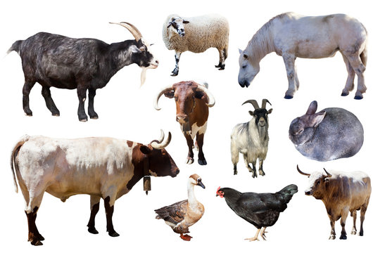 Set of farm animals on white