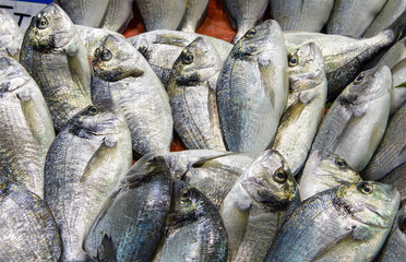 Fresh fish in a market