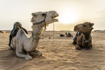Camello Túnez