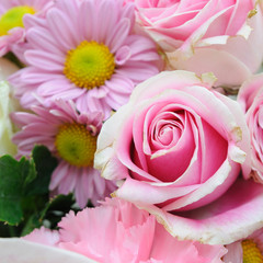 Close up single pink-rose