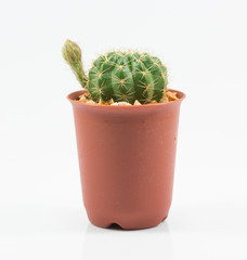 isolation cactus on white background