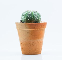 isolation cactus on white background