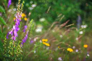 Campanula flowers © bepsphoto