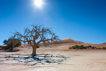 tree desert sun