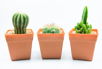isolation cactus on white backgroundi