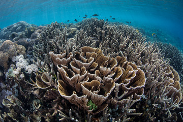 Naklejka na ściany i meble Foliose Corals in Indonesia