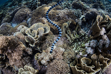 Obraz premium Banded Sea Snake Swimming