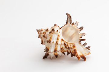 seashell