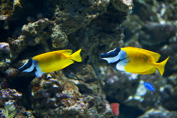 Foxface Rabbitfish