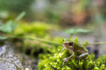 Gray treefrog metamorph