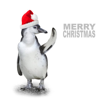 Funny penguin with santa's cap showing space for your text.