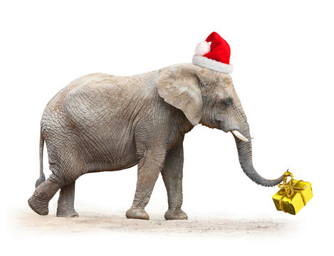 African elephant with santa's cap delivering christmas gifts.