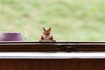 Red squirrel © Pixavril