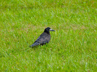 Obraz premium Black crow in the grass