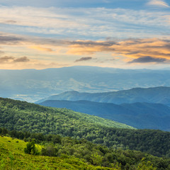 Fototapeta na wymiar coniferous forest on a mountain slope at sunrise