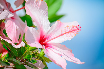 pink hibiscus closeup