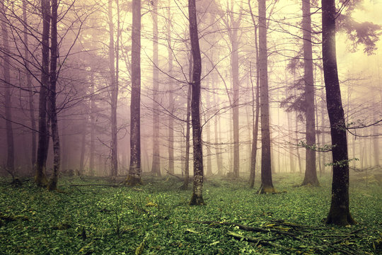 Dreamy forest trees © robsonphoto