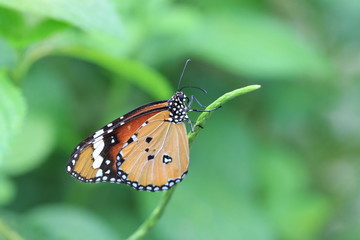 Plakat Common Tiger butterfly