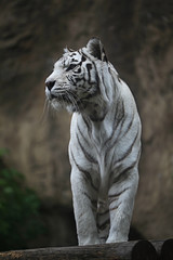 White albino tiger