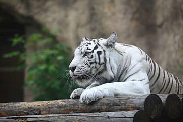 White albino tiger
