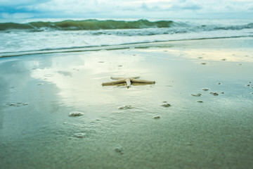 Fototapeta na wymiar White starfish on the beach.