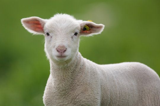 agneau attentif