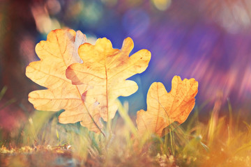 Fototapeta na wymiar oak leaf autumn background sun