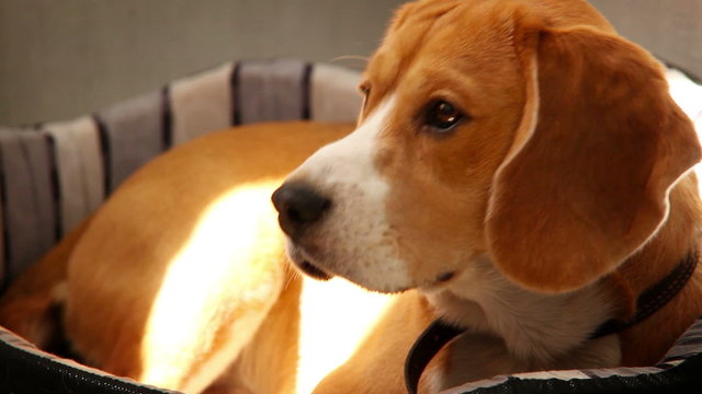 Purebred Beagle lying on sofa in the morning sun rays
