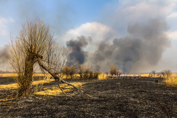 Wildfire in the field with burned dry grass and burned tree on a