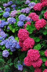 Ensemble d'hortensias bleus et roses