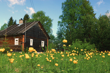 summer country house flowers