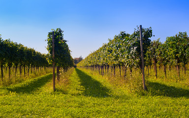 Naklejka premium Vineyards
