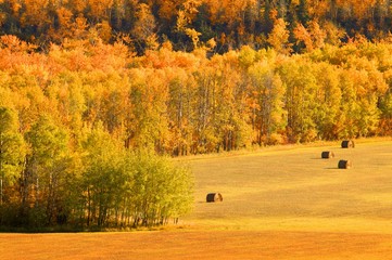A Field Of Bales In Autumn
