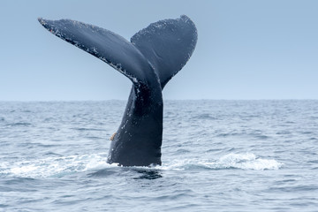 Humpback Whale in Puerto Lopez, Ecuador - obrazy, fototapety, plakaty