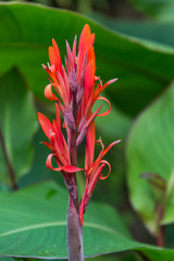 Red and Orange Flower. Beautiful Garden.