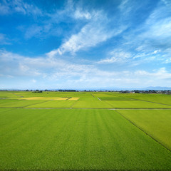 Obraz premium たんぼ