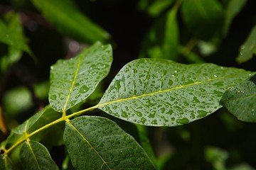 Leaves