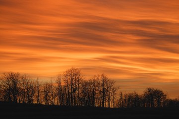 Silhouette Of Trees Against Sunset