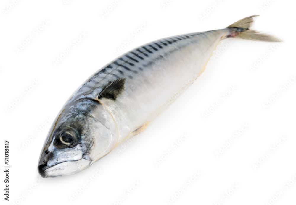 Wall mural mackerel fish isolated