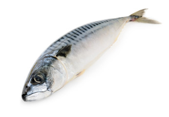 mackerel fish isolated
