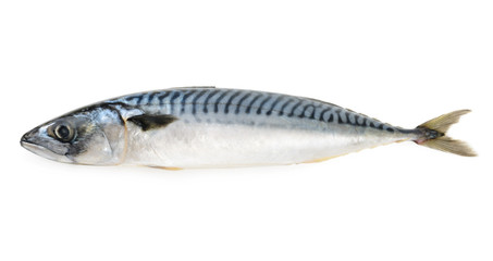 mackerel fish isolated - obrazy, fototapety, plakaty