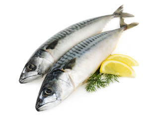 mackerel fish isolated