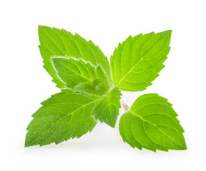 mint leaves isolated