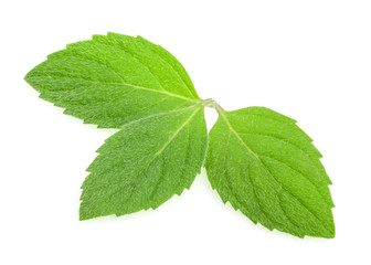 mint leaves isolated