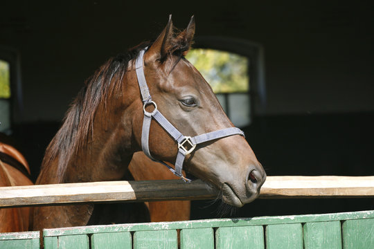 Young thoroughbred chestnut horse in the stable door