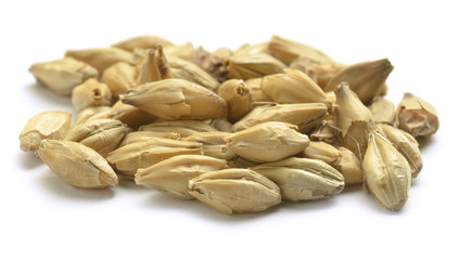 Humulus lupulus Lúpulo Luppolo Hop Echter Hopfen 蛇麻