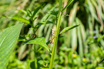 Grasshopper holding on green plant.