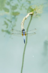 Dragonfly holding on dry branch.