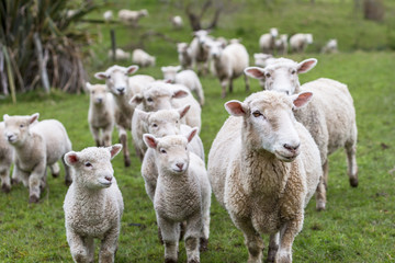 Naklejka na ściany i meble Lambs and Sheep