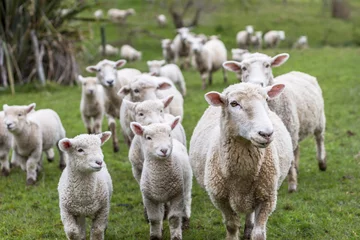 Cercles muraux Moutons Agneaux et moutons